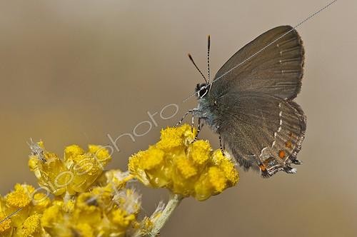 Biosphoto | 2009269 | Blue-spot Hairstreak on flowers - Greece | &copy; Steen Drozd Lund / Biosphoto