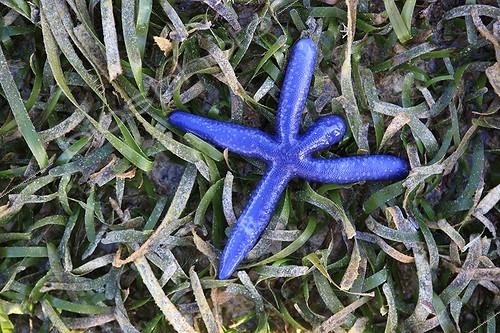 Biosphoto | 1159590 | Blue Starfish at low tide Messah Pulau Flores Indonesia | &copy; Antoine Boureau / Biosphoto