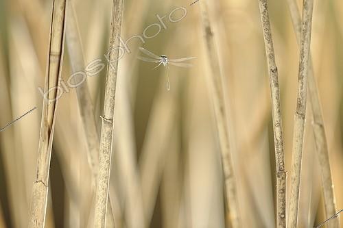 Biosphoto | 919430 | Blue-tailed Damselfly in flight through the reed stems | &copy; Ghislain Simard / Biosphoto