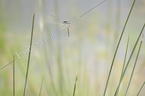Biosphoto | 919431 | Blue-tailed Damselfly in flight waterfront France | &copy; Ghislain Simard / Biosphoto