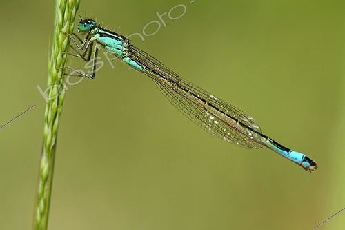 Biosphoto | 1597862 | Blue-tailed damselfly on an ear in a garden France | &copy; Pascal Pittorino / Biosphoto