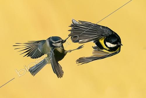 Biosphoto | 2444496 | Blue tit (Cyanistes caeruleus) and Great tit (Parus major) fighting in the air, England | &copy; Frédéric Desmette / Biosphoto