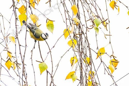Biosphoto | 2610572 | Blue tit (Cyanistes caeruleus) in a birch tree in autumn, Parc Sainte Marie, Nancy, Lorraine, France | &copy; Stéphane Vitzthum / Biosphoto