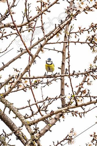 Biosphoto | 2542395 | Blue tit (Cyanistes caeruleus) in a flowering almond tree, Luberon, France | &copy; David Tatin / Biosphoto