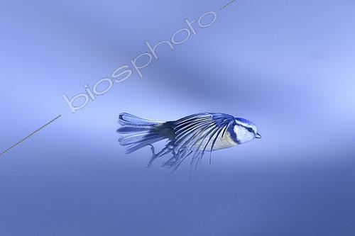 Biosphoto | 2154258 | Blue Tit (Cyanistes caeruleus) in flight in winter, France | &copy; Gil Gautier / Biosphoto
