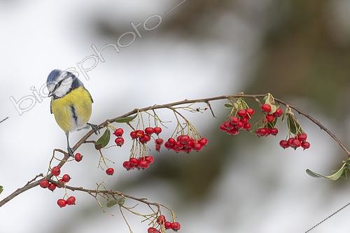 Biosphoto | 2613537 | Blue tit (Cyanistes caeruleus) on a fruiting branch during winter, France. | &copy; Emile Barbelette / Biosphoto