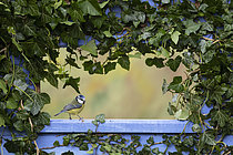 Biosphoto | 2619752 | Blue tit (Cyanistes caeruleus) perched in a window, England | &copy; Frédéric Desmette / Biosphoto