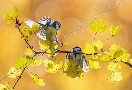 Biosphoto | 2438601 | Blue tit (Cyanistes caeruleus) perched on a branch and fighting, England | &copy; Frédéric Desmette / Biosphoto