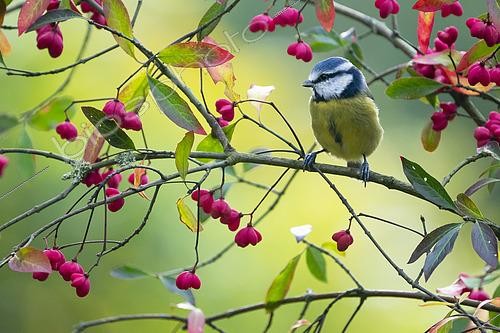 Biosphoto | 2457950 | Blue tit (Cyanistes caeruleus) perched on Spindle (Euonymus europaeus), England | &copy; Frédéric Desmette / Biosphoto
