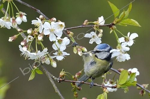 Biosphoto | 735132 | Blue tit female dissect floral button  ; Blue tit seeking insects pests of fruit crops | &copy; Dominique Halleux / Biosphoto