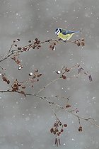 Biosphoto | 1440604 | Blue Tit in snow on a charge of alder cones | &copy; Philippe Moës / Biosphoto