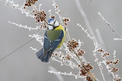 Biosphoto | 2023370 | Blue tit on a snowy shrub - Central Bulgaria | &copy; André Simon / Biosphoto