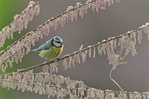 Biosphoto | 1919521 | Blue tit on branch in bloom Tamaris - Lorraine France | &copy; Robin Monchâtre / Biosphoto