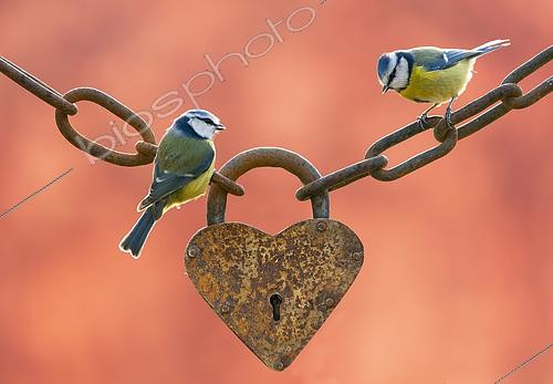 Biosphoto | 2444490 | Blue tits (Cyanistes caeruleus) perched on an old heart-shaped padlock | &copy; Frédéric Desmette / Biosphoto