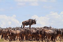 Biosphoto | 2155713 | Blue wildebeest (Connochaetes taurinus) standing on a mound, Masai Mara, Kenya | &copy; Jean-Jacques Alcalay / Biosphoto