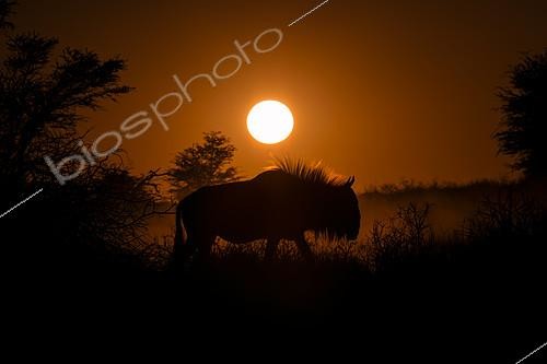 Biosphoto | 2081701 | Blue Wildebeest (Connochaetes taurinus) walking on dune at sunrise, Kgalagadi, South Africa | &copy; Tonino De Marco / Biosphoto