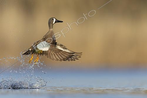 Biosphoto | 2577218 | Blue-winged Teal (Spatula discors) male flying, Manitoba, Canada | &copy; Glenn Bartley / BIA / Biosphoto