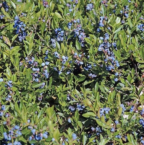 Biosphoto | 1295505 | Blueberry 'Brigitta Blue' | &copy; Lamontagne / Biosphoto