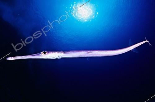 Biosphoto | 1175469 | Bluespotted Cornetfish Martinique | &copy; Mathieu Foulquié / Biosphoto