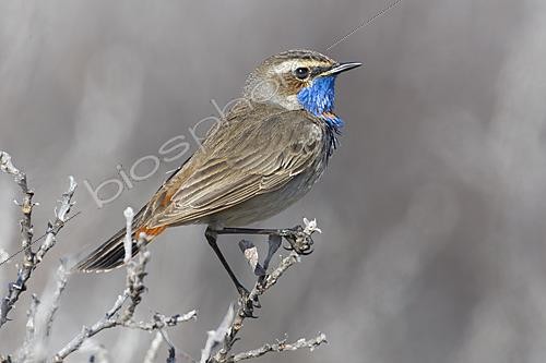 Biosphoto | 2626164 | Bluethroat (Luscinia svecica), side view of an adult male perched on a branch, Finnmark, Norway | &copy; Saverio Gatto / Biosphoto