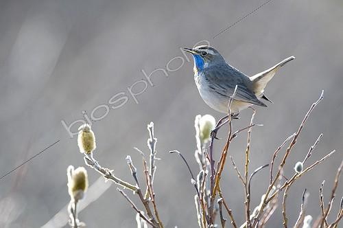 Biosphoto | 735055 | Bluethroat male singing in Swedish Lapland | &copy; Dominique Halleux / Biosphoto
