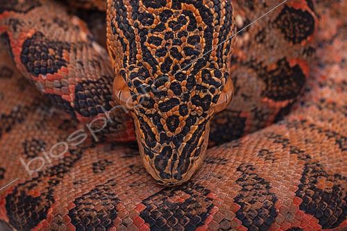 Biosphoto | 2614755 | Boa d'Amazonie (Corallus hortulana), Régina, Guyane Française | &copy; Vincent Premel / Biosphoto