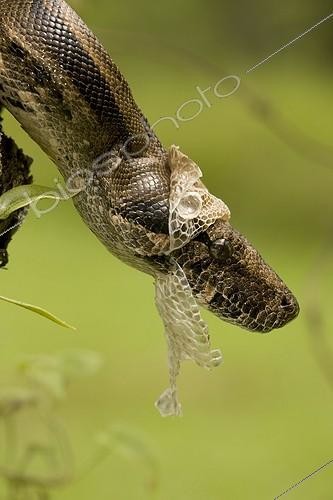 Biosphoto | 1419254 | Boa Constictor Shedding skin Guanacaste NP Costa Rica | &copy; John Cancalosi / Biosphoto