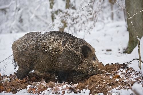 Biosphoto | 1360838 | Boar in the snow looking for food France | &copy; Bruno Mathieu / Biosphoto