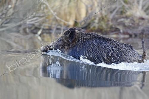 Biosphoto | 919209 | Boar through a dead arm by swimming the Rhine Forest  | &copy; Sylvain Cordier / Biosphoto