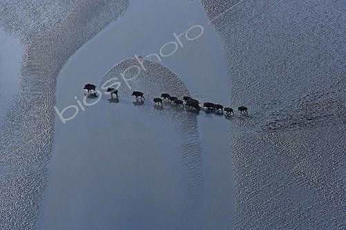 Biosphoto | 1421399 | Boars crossing the bay of Mont Saint Michel France  | &copy; Vincent M. / Biosphoto