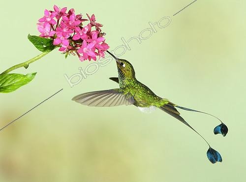 Biosphoto | 2412756 | Booted Racket-tail (Ocreatus underwoodii) male, Ecuador | &copy; Graeme Guy / BIA / Biosphoto