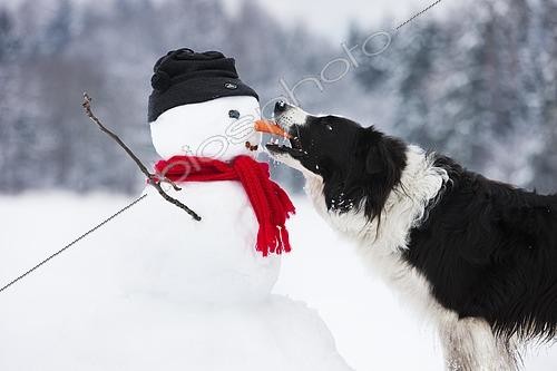 Biosphoto | 2460319 | Border Collie, noir et blanc mordant le nez en carotte d'un bonhomme de neige, Tyrol du Nord, Autriche | &copy; Alessandra Sarti / imageBROKER / Biosphoto