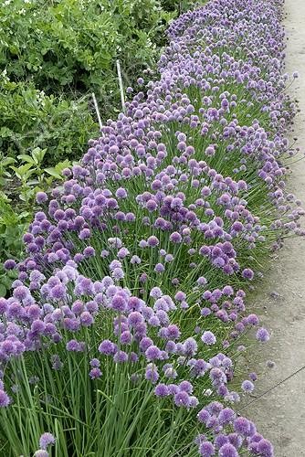 Biosphoto | 993285 | Border of flowering chives | &copy; Lamontagne / Biosphoto