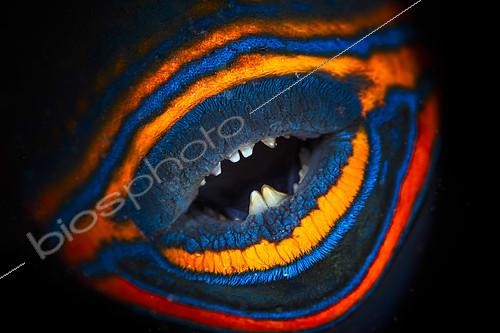 Biosphoto | 2104260 | Bouche et dents d'un Baliste ondulé (Balistapus undulatus), Mayotte Awarded Oasis 2017 | &copy; Gabriel Barathieu / Biosphoto