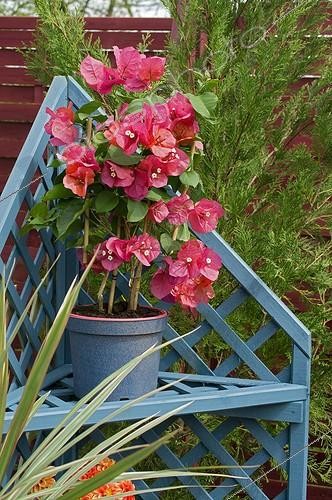 Biosphoto | 543235 | Bougainvillea in bloom on a garden terrace | &copy; Frédéric Didillon / Biosphoto