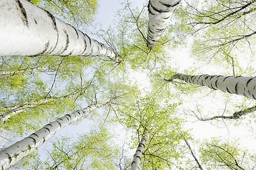 Biosphoto | 2173527 | Bouleaux (Betula sp.) au printemps, Rhénanie du Nord-Westphalie, Allemagne | &copy; Daniel Schoenen / imageBROKER / Biosphoto