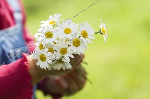 Biosphoto | 336455 | Bouquet de marguerites dans la main d'une fillette France ; Age : 20 mois | &copy; Frédérique Bidault / Biosphoto