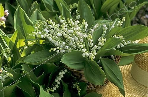 Biosphoto | 582884 | Bouquet of Lily-of-the-valley in May | &copy; H. Curtis / Biosphoto