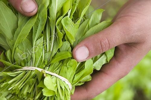 Biosphoto | 1127733 | Bouquet of Mesclun salad France | &copy; Marc Chatelain / Biosphoto