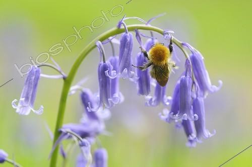 Biosphoto | 1158829 | Bourdon des prés sur une fleur de Jacinthe des bois France | &copy; Guy Piton / Biosphoto