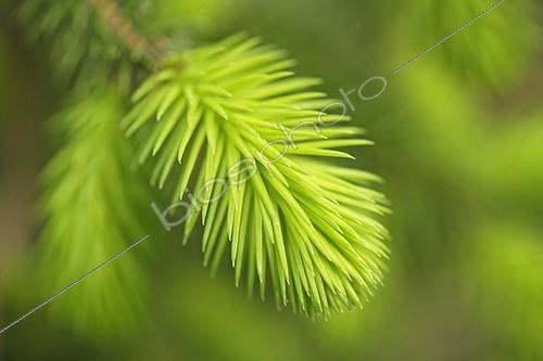 Biosphoto | 937196 | Bourgeon de sapin | &copy; Tony Howell / Flowerphotos / Biosphoto
