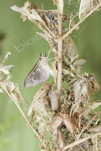 Biosphoto | 2135701 | Box tree moth (Cydalima perspectalis). Emergence of a female of dark shape. Burgundy, France 71 on 17/08/2017 | &copy; Joël Héras / Biosphoto