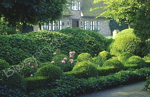 Biosphoto | 2144587 | Boxwood topiary (Buxus sp) and English ivy (Hedera helix), Garden of Piet Bekaert, Bruge, Belgium | &copy; Frédéric Didillon / Biosphoto