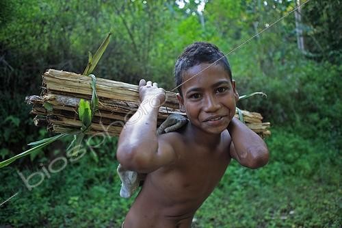 Biosphoto | 1159596 | Boy carrying wood on his back Bajawa Flores Indonesia | &copy; Antoine Boureau / Biosphoto
