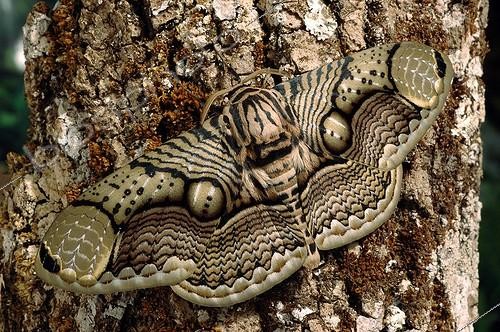 Biosphoto | 1647713 | Brahméide Owl Silkmoth on bark France  | &copy; Sonia Dourlot / Biosphoto