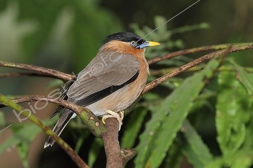 Biosphoto | 2017633 | Brahminy Starling on a branch | &copy; Stéphan Bonneau / Biosphoto