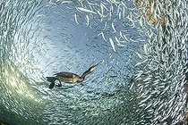 Biosphoto | 2546401 | Brandt's cormorant feeds on small fish from the surface to sea floor, by pursuit diving using its feet for propulsion ; they have been observed foraging at depths of over 36.5 m. It is a marine bird of extraordinary skills.  Species : Brandt's cormorant -- Phalacrocorax penicillatus Conservation status (IUCN) : Least concern Location : Los Islotes rockeries, Espiritu Santo archipelago, Sea of Cortez, east coast of Baja California Sur, Mexico. The area was declared part of a Biosphere Reserve by UNESCO in 1995  | &copy; Franco Banfi / Biosphoto
