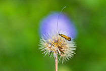 Biosphoto | 2621124 | Brassy Long-horn (Nemophora metallica), limestone grassland, Lorry-Mardigny, Lorraine, France. | &copy; Stéphane Vitzthum / Biosphoto