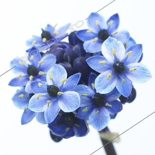 Biosphoto | 415228 | Bright White serie: Ornithogalum blue | &copy; Visions Pictures / Biosphoto