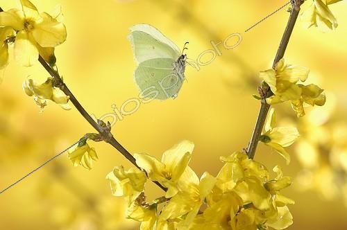 Biosphoto | 920512 | Brimston flight among the flowers of forsythia Vosges | &copy; Ghislain Simard / Biosphoto